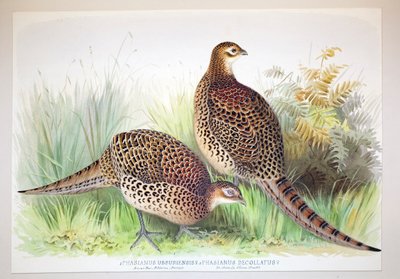 Phasianus ussuriensis und Phasianus delocllatus, 1906-7 von Henry Jones